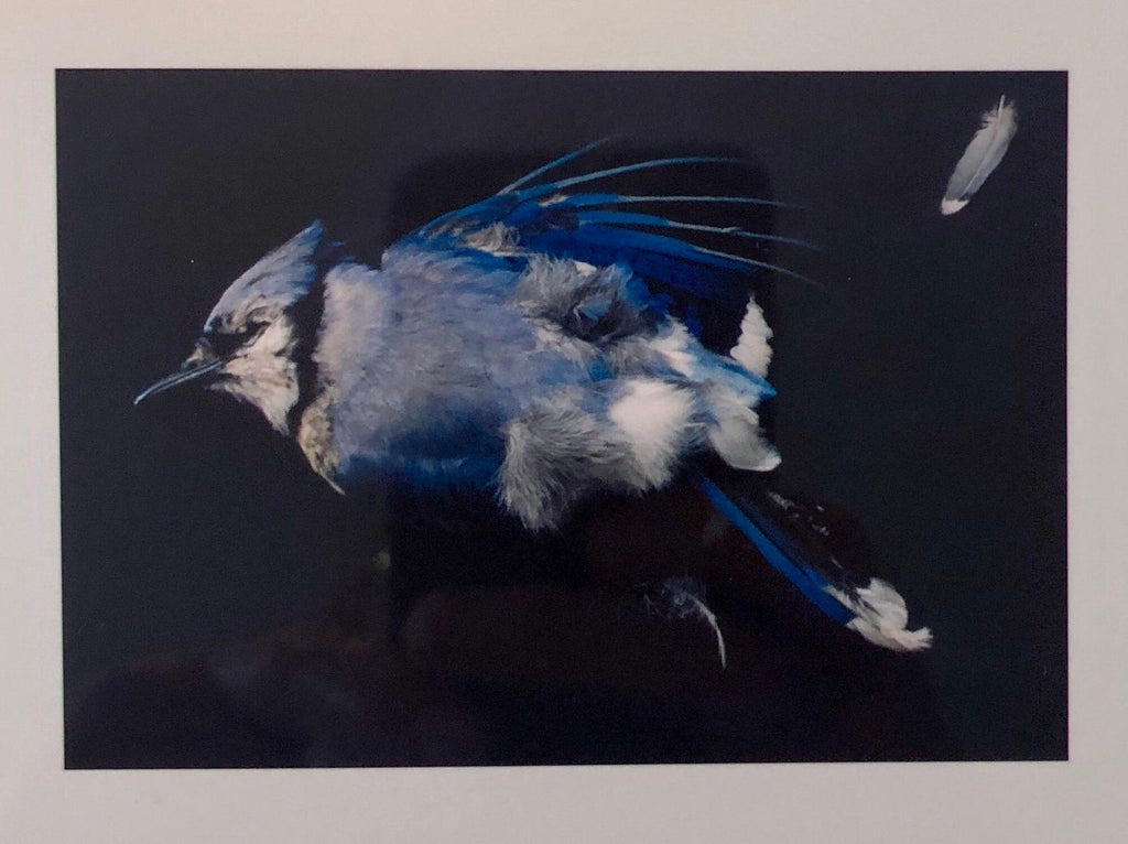 Birds, Cibachrome Photograph Print, NFS Sample Conceptual Taxidermy Art