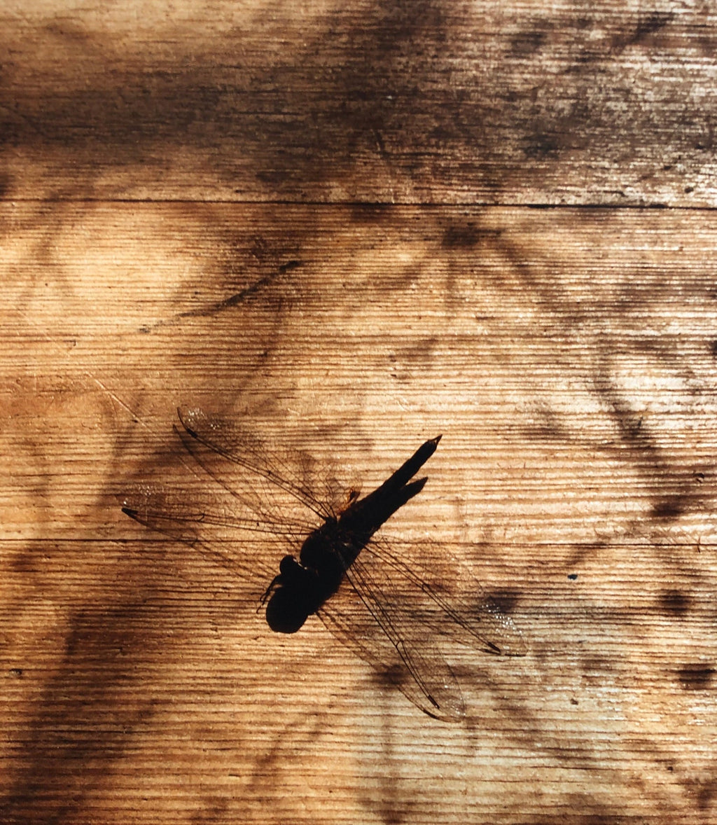 Dragonfly, Large Format Photo 24X20 Color Photograph Beach House