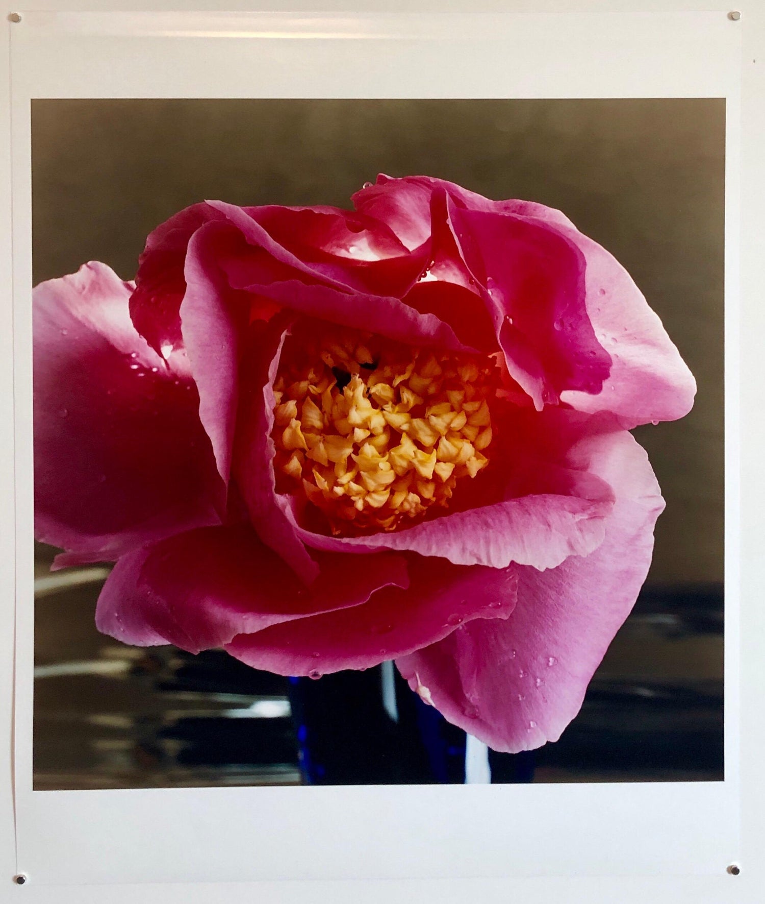 A Bientot, Large Format Pink Flower Photo 24X20 Color Photograph Beach House RI