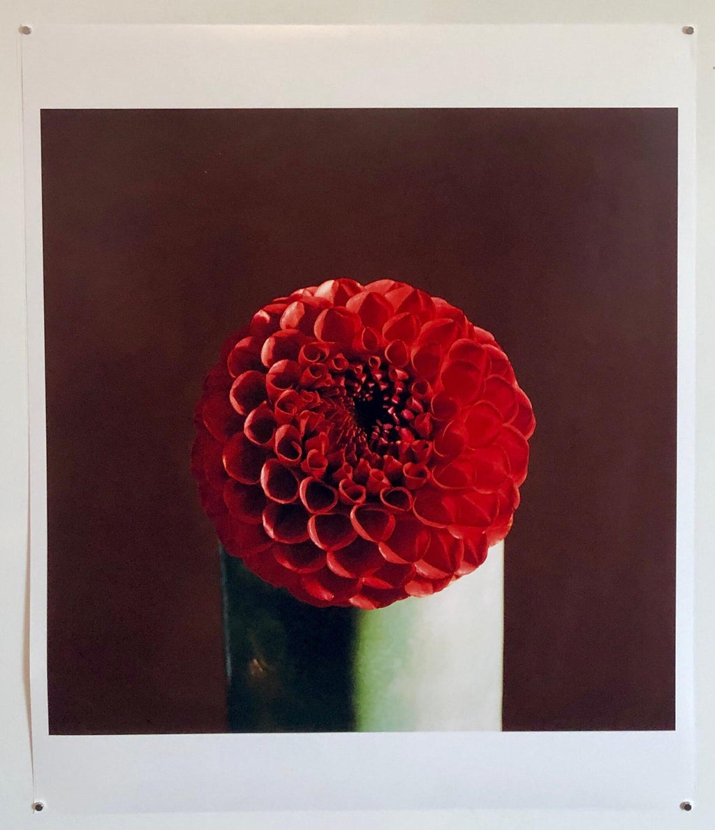 Red Dahlia Flower Large Format Photo 24X20 Color Photograph Beach House RI