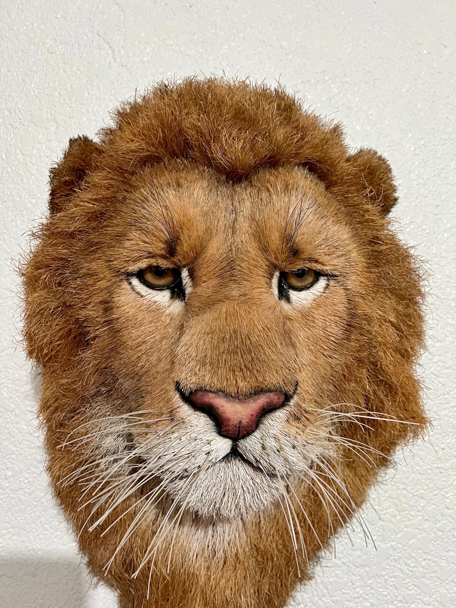 Lions Head Big Game Trophy Natural Sisal Fiber Sculpture Lion Anne Andersson Art