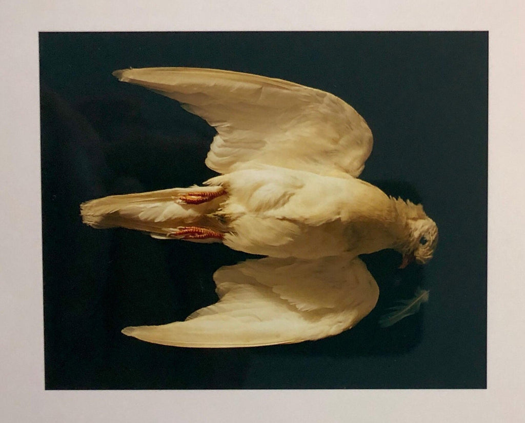 Birds, Cibachrome Photograph Print, Signed Conceptual Art