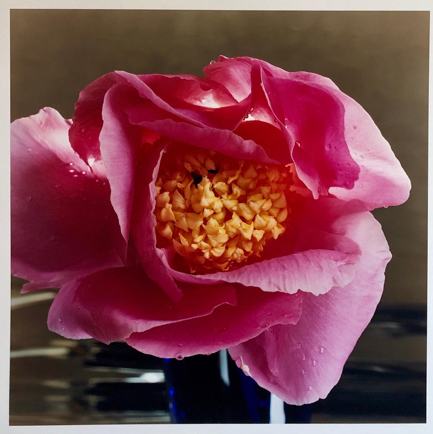 A Bientot, Large Format Pink Flower Photo 24X20 Color Photograph Beach House RI