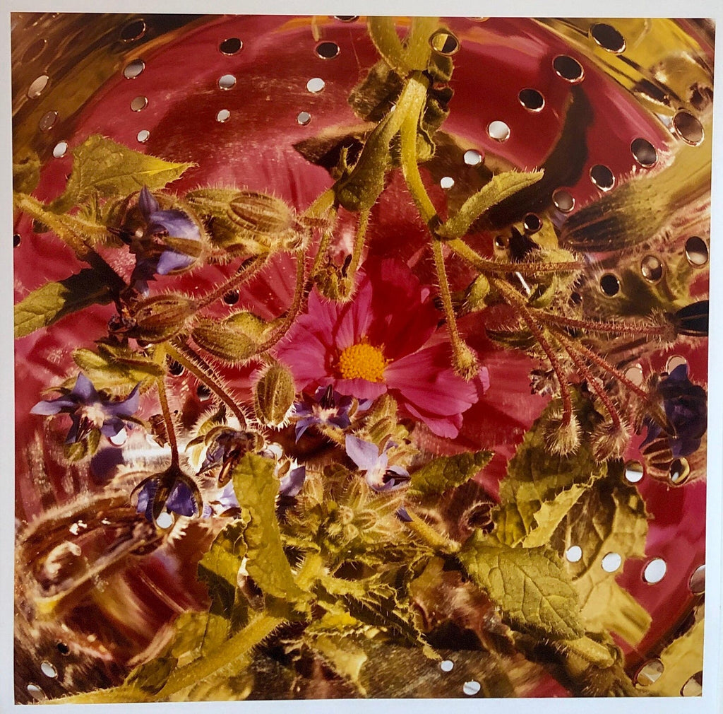 Conundrum, Floral Large Format Photo 24X20 Color Photograph Beach House RI