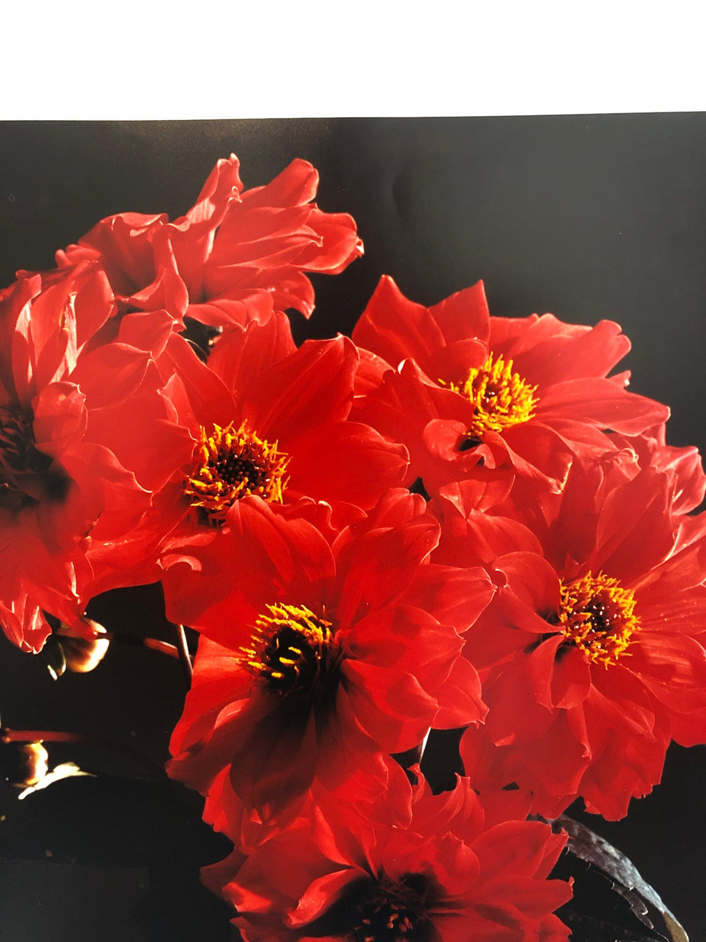 Great Dahlias, Large Format Flowers Photo 24X20 Color Photograph Beach House