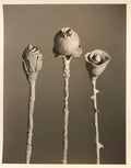 After Blossfeldt #1, Vintage Silver Gelatin Signed Photograph