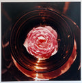 Scepter'd Isle Rose Large Format Flower Photo 24X20 Color Photograph Beach House
