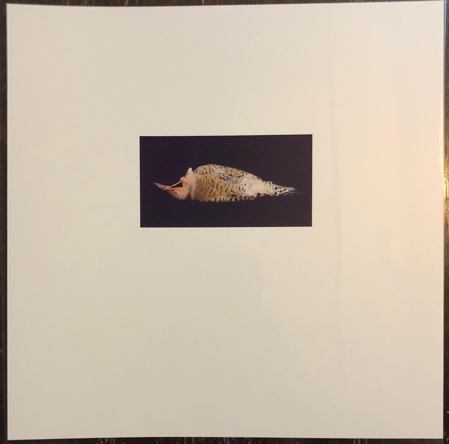 Birds, Cibachrome Photograph Print, Signed Conceptual Art
