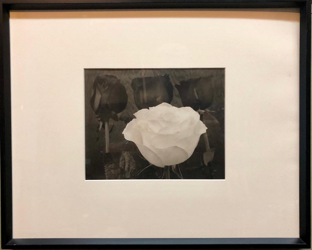 Dramatic White and Black Roses Platinum Palladium Print Photograph