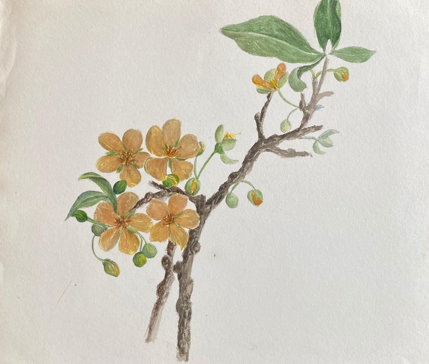 Maple Leaves Watercolor Painting 19th C. American Artist Charles DeWolf Brownell