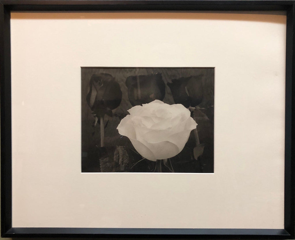 Dramatic White and Black Roses Platinum Palladium Print Photograph