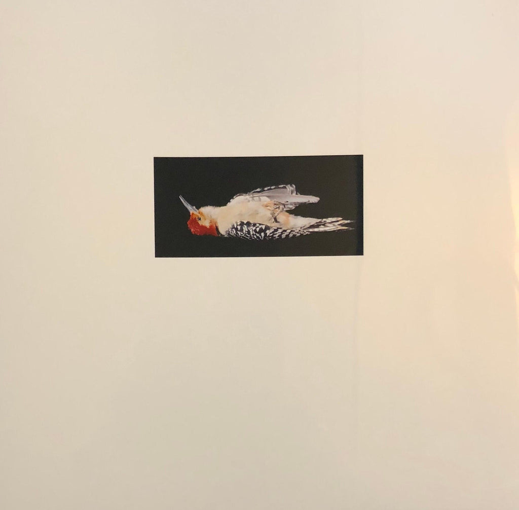 Birds, Cibachrome Photograph Print, NFS Sample Conceptual Taxidermy Art