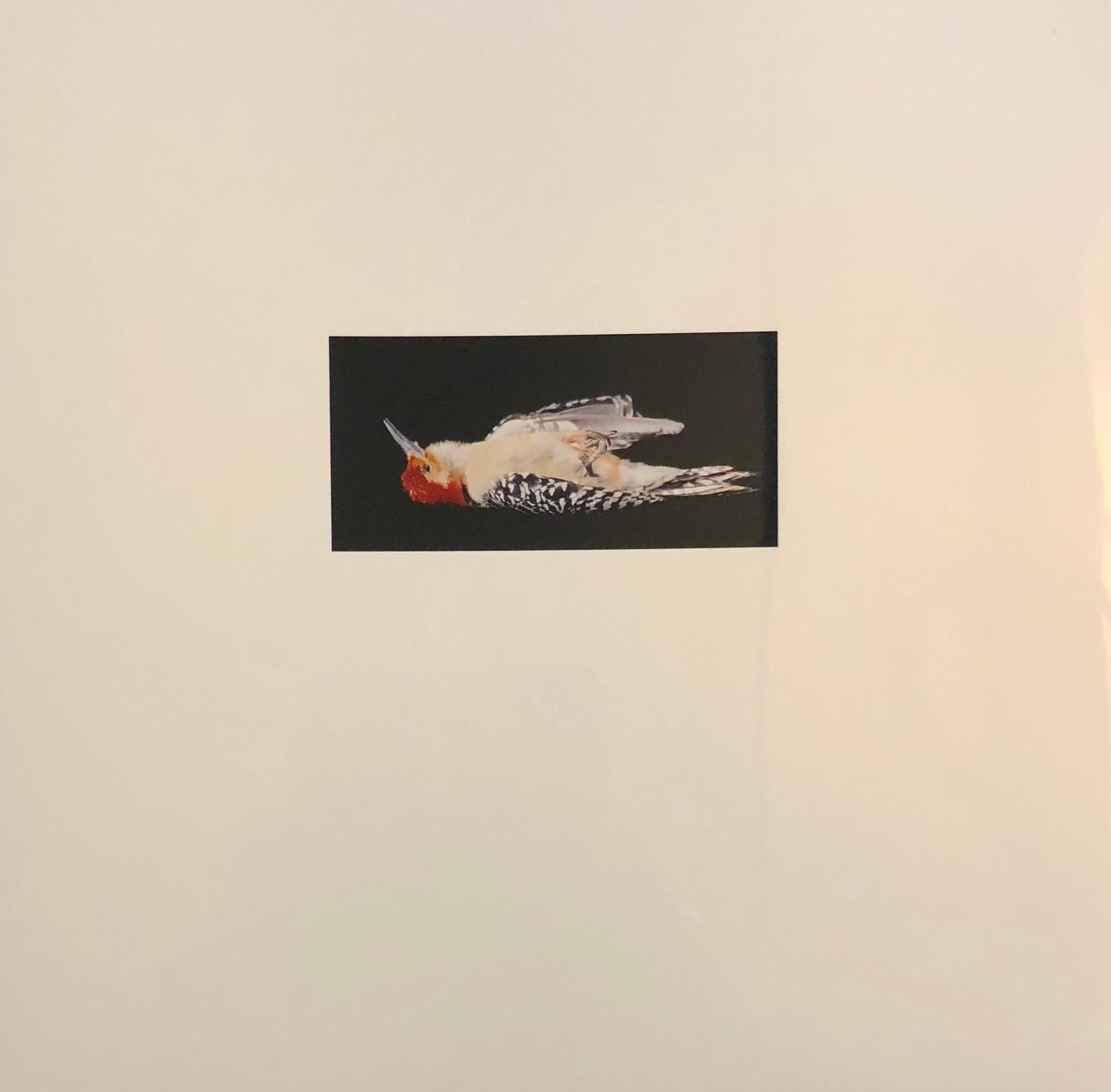 Birds, Cibachrome Photograph Print, NFS Sample Conceptual Taxidermy Art