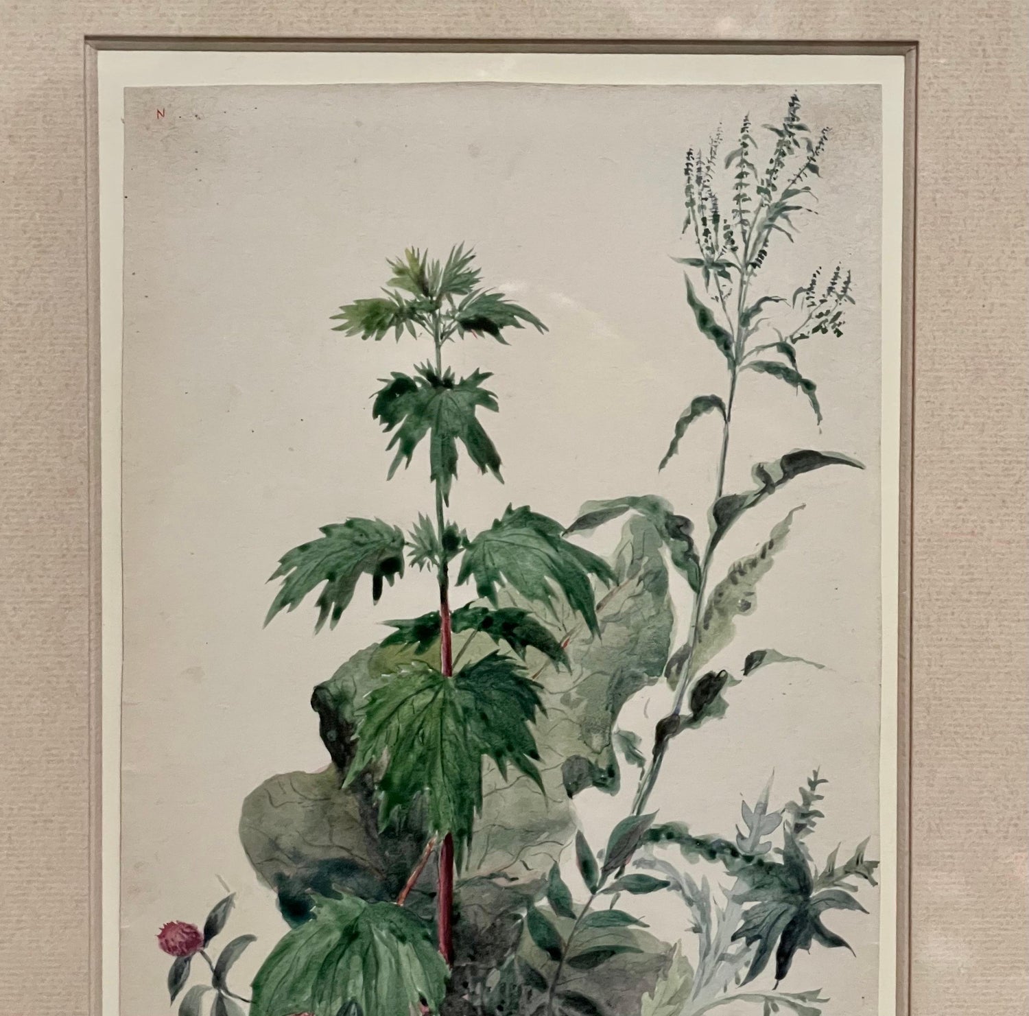 Plants, Bristol 1863 Watercolor Painting American Artist Charles DeWolf Brownell