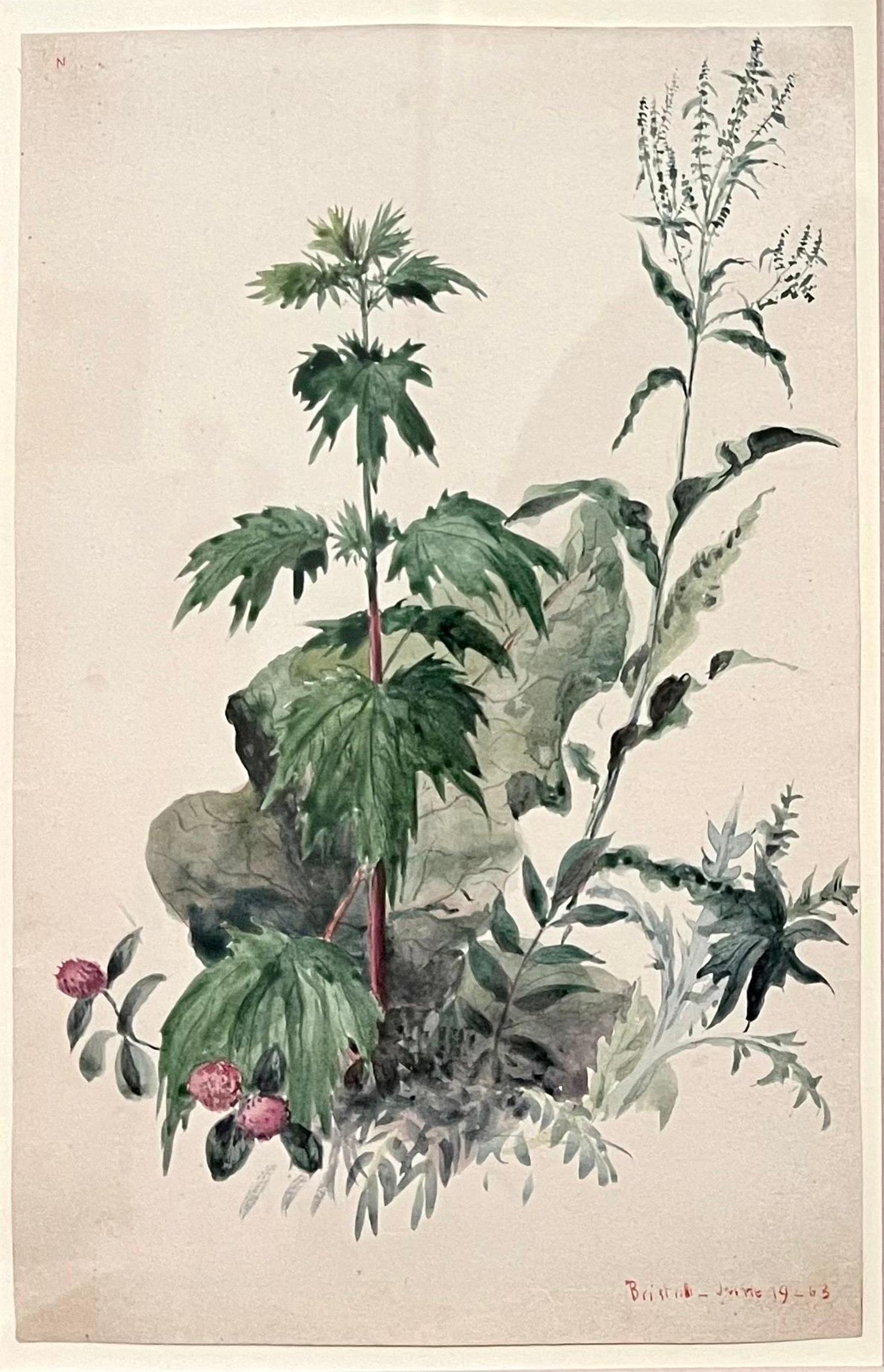 Plants, Bristol 1863 Watercolor Painting American Artist Charles DeWolf Brownell