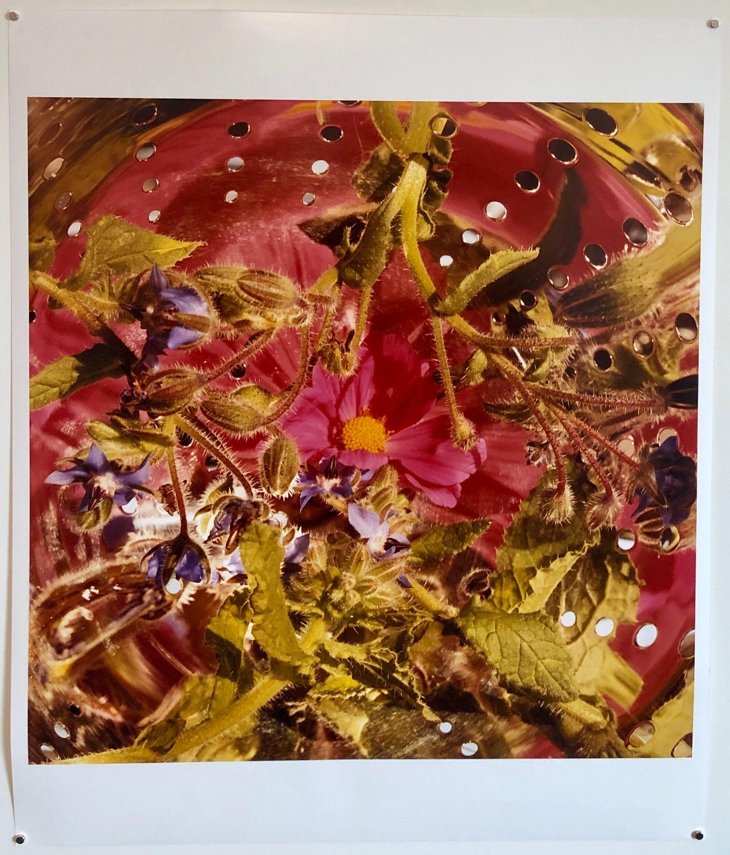Conundrum, Floral Large Format Photo 24X20 Color Photograph Beach House RI