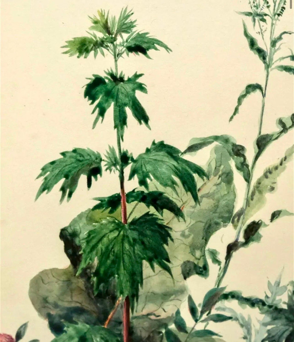 Plants, Bristol 1863 Watercolor Painting American Artist Charles DeWolf Brownell