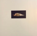 Birds, Cibachrome Photograph Print, Signed Conceptual Art