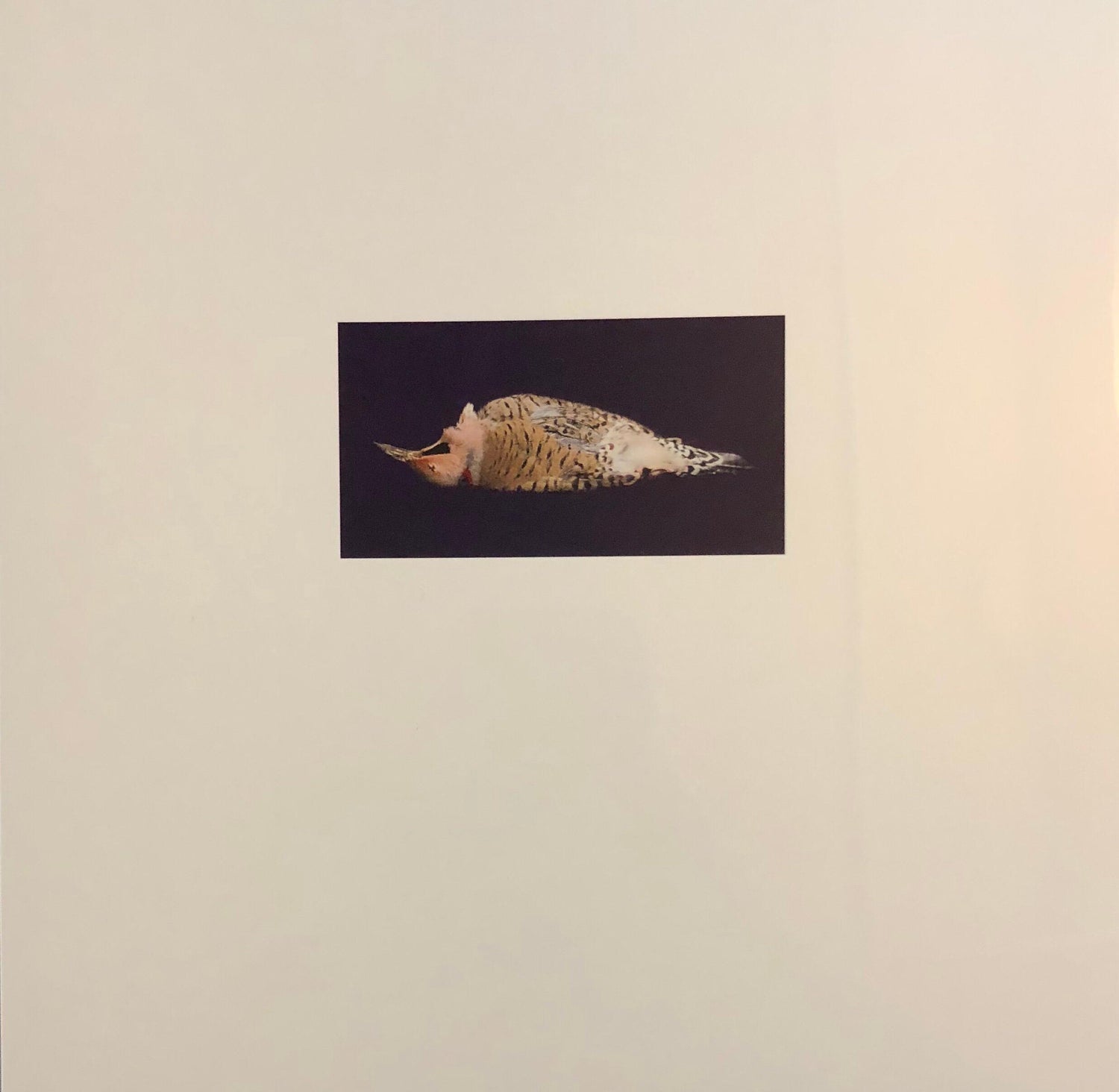 Birds, Cibachrome Photograph Print, Signed Conceptual Art