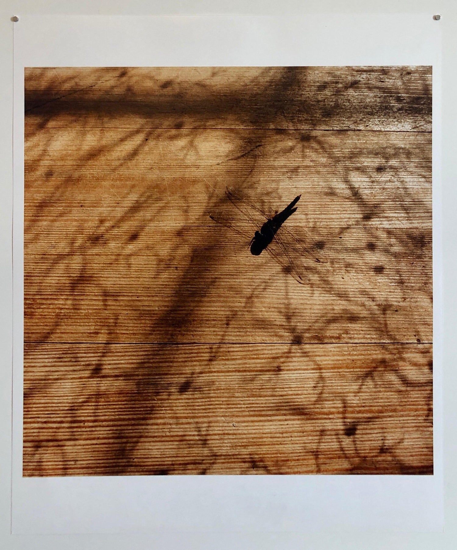 Dragonfly, Large Format Photo 24X20 Color Photograph Beach House