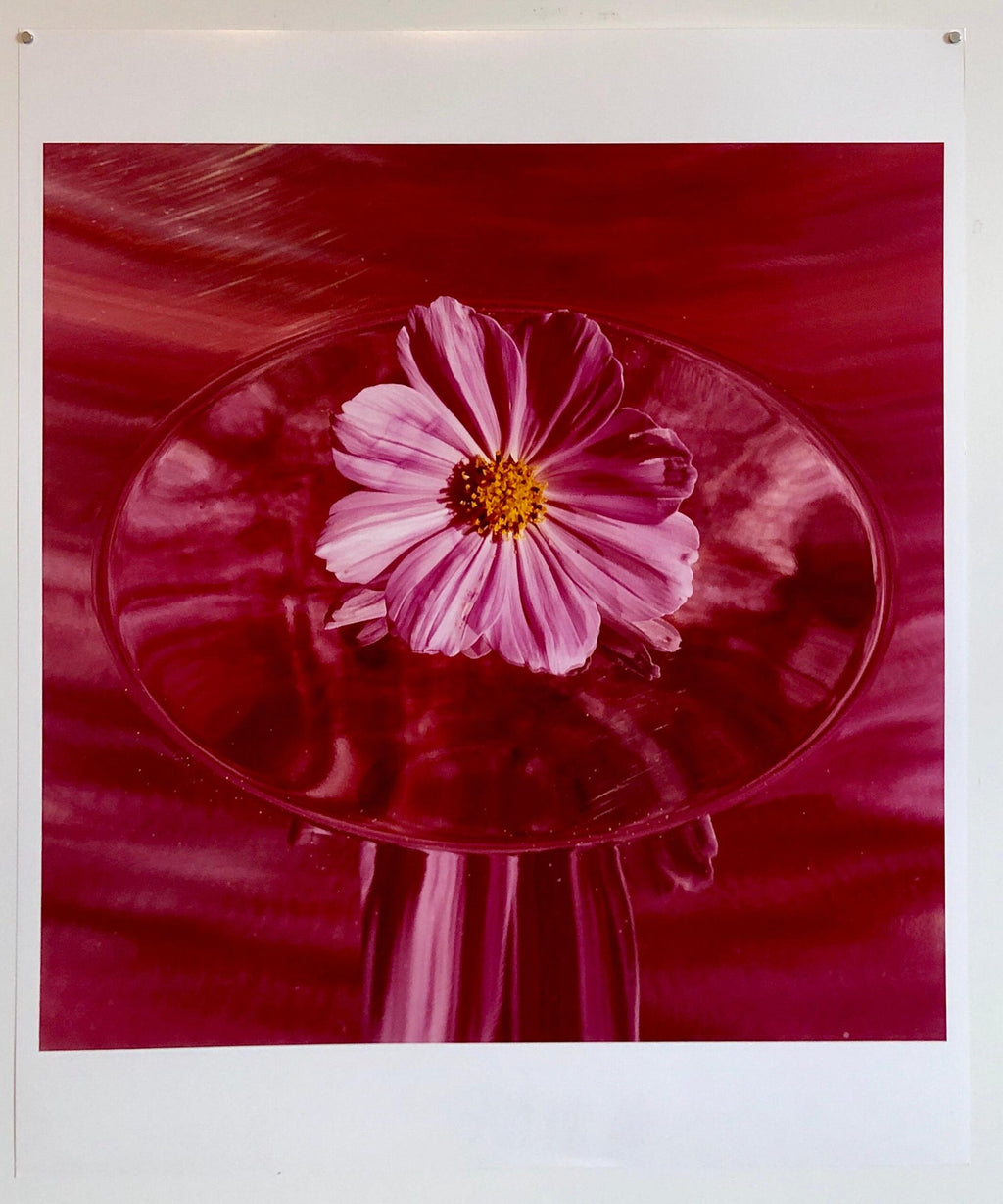 Pink Cosmo, Large Format Photo 24X20 Color Photograph Beach House