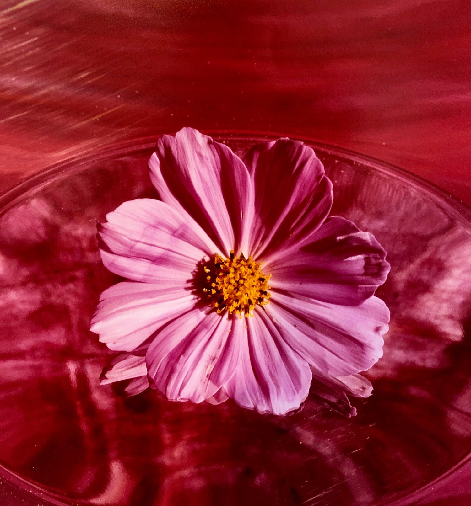 Pink Cosmo, Large Format Photo 24X20 Color Photograph Beach House
