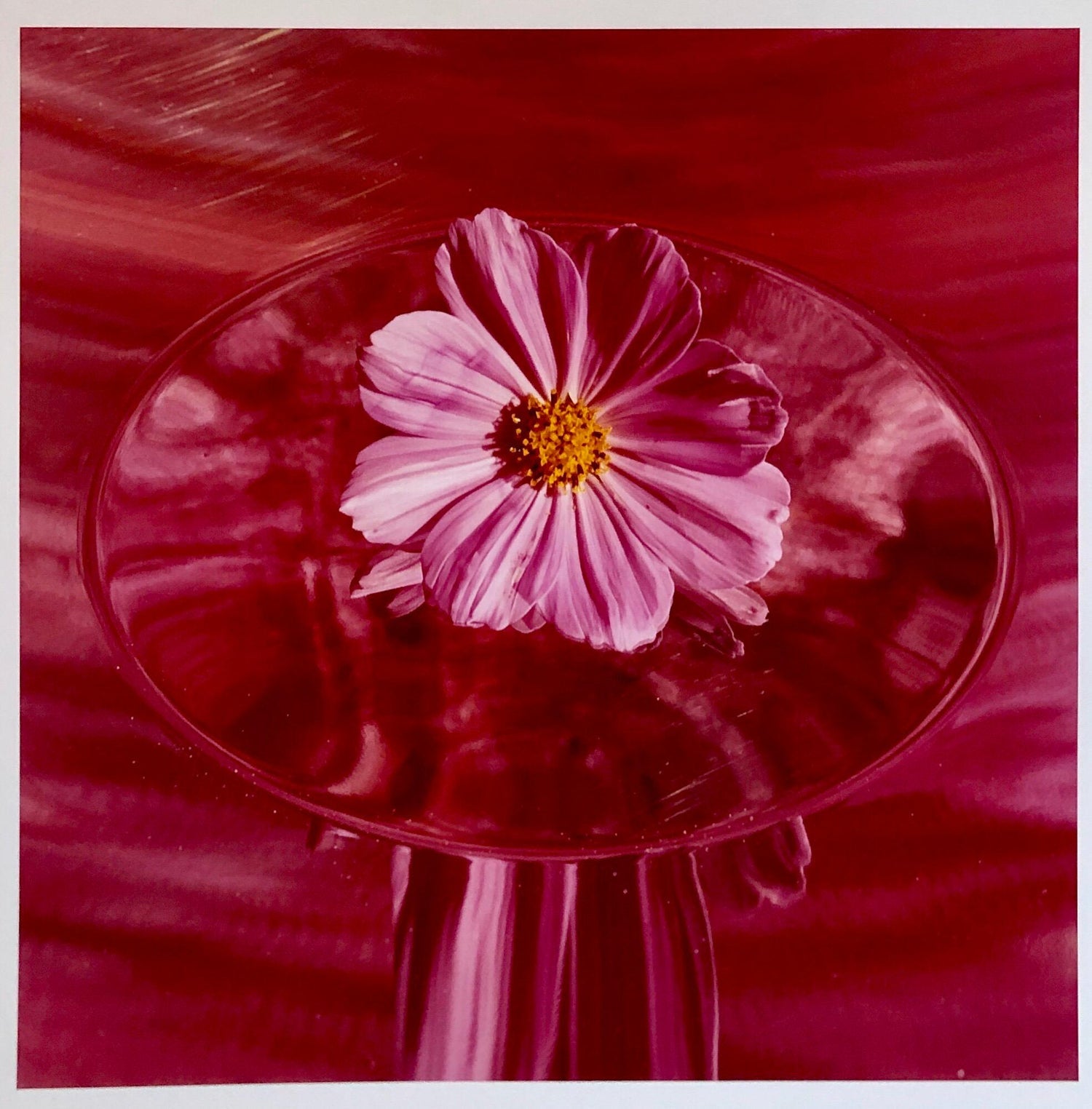 Conundrum, Floral Large Format Photo 24X20 Color Photograph Beach House RI