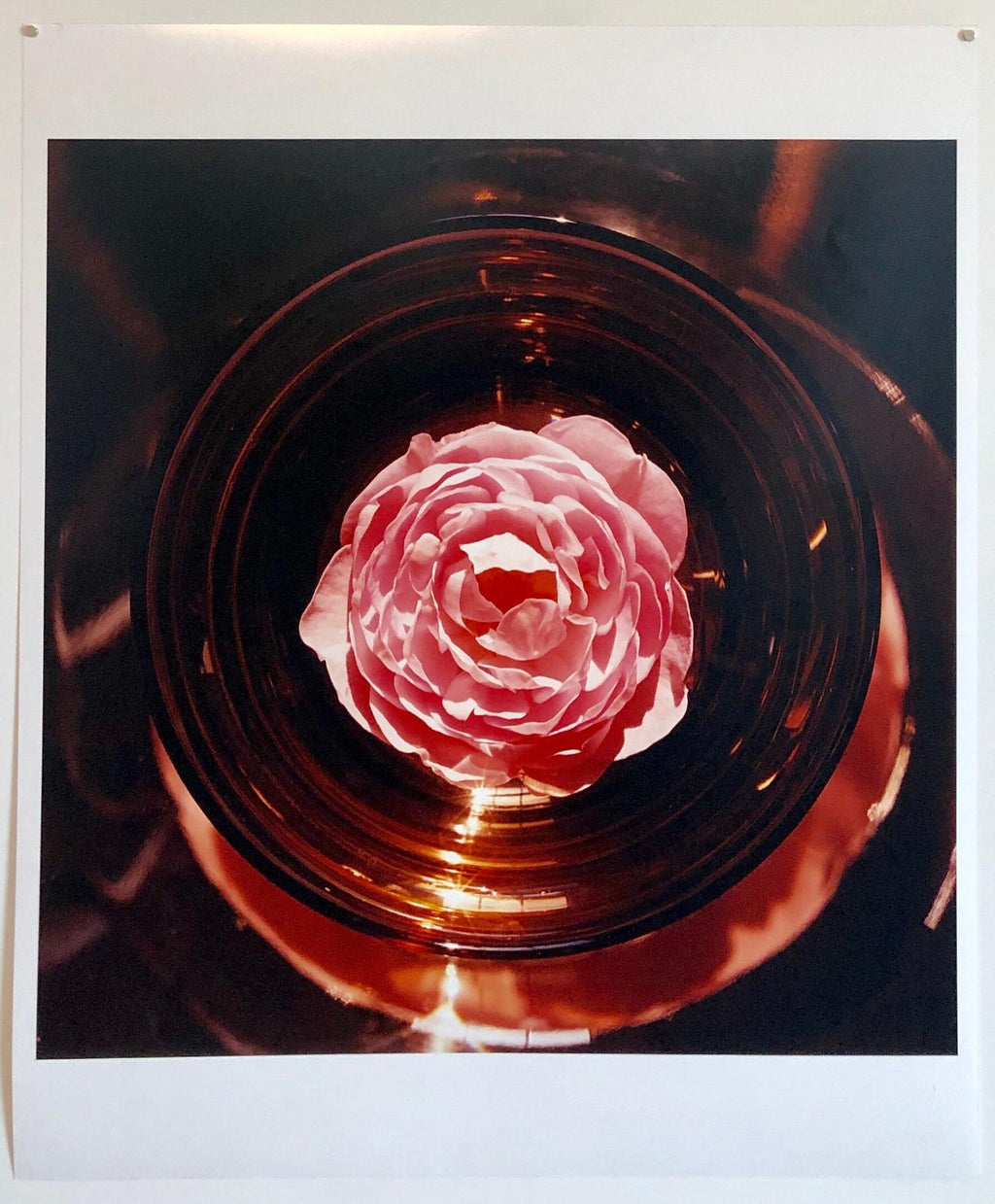 Scepter'd Isle Rose Large Format Flower Photo 24X20 Color Photograph Beach House