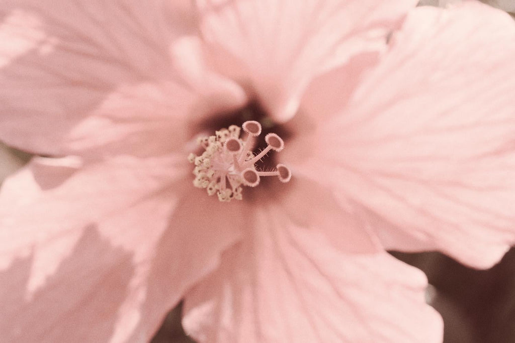 Pink Cosmo, Large Format Photo 24X20 Color Photograph Beach House