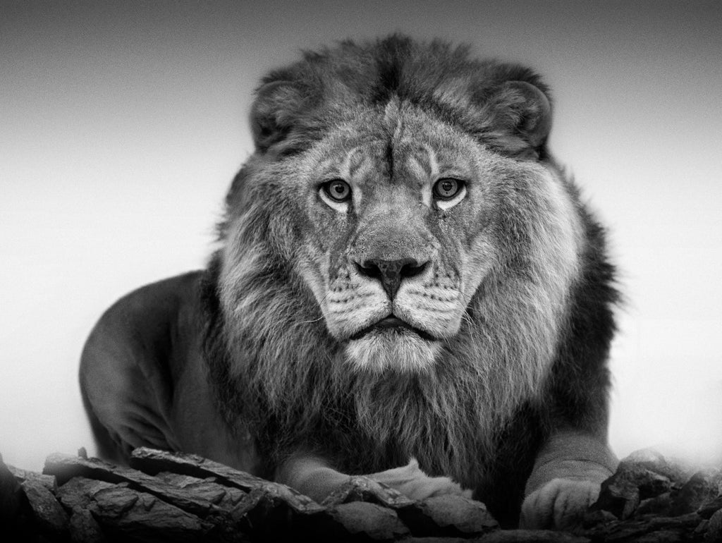 Stone Lion Sculpture Photograph, Jerusalem Vintage Silver Gelatin Photo Print